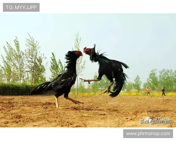 万狗体育下载支持多平台使用，手机电脑同步体验体育赛事精彩纷呈